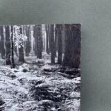 Silver gelatin photograph by Bernard Darot, 20th century, AFIAP Photo Club Nantais, in the forest