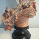 Bust signed D. Van Den Bossche in terracotta