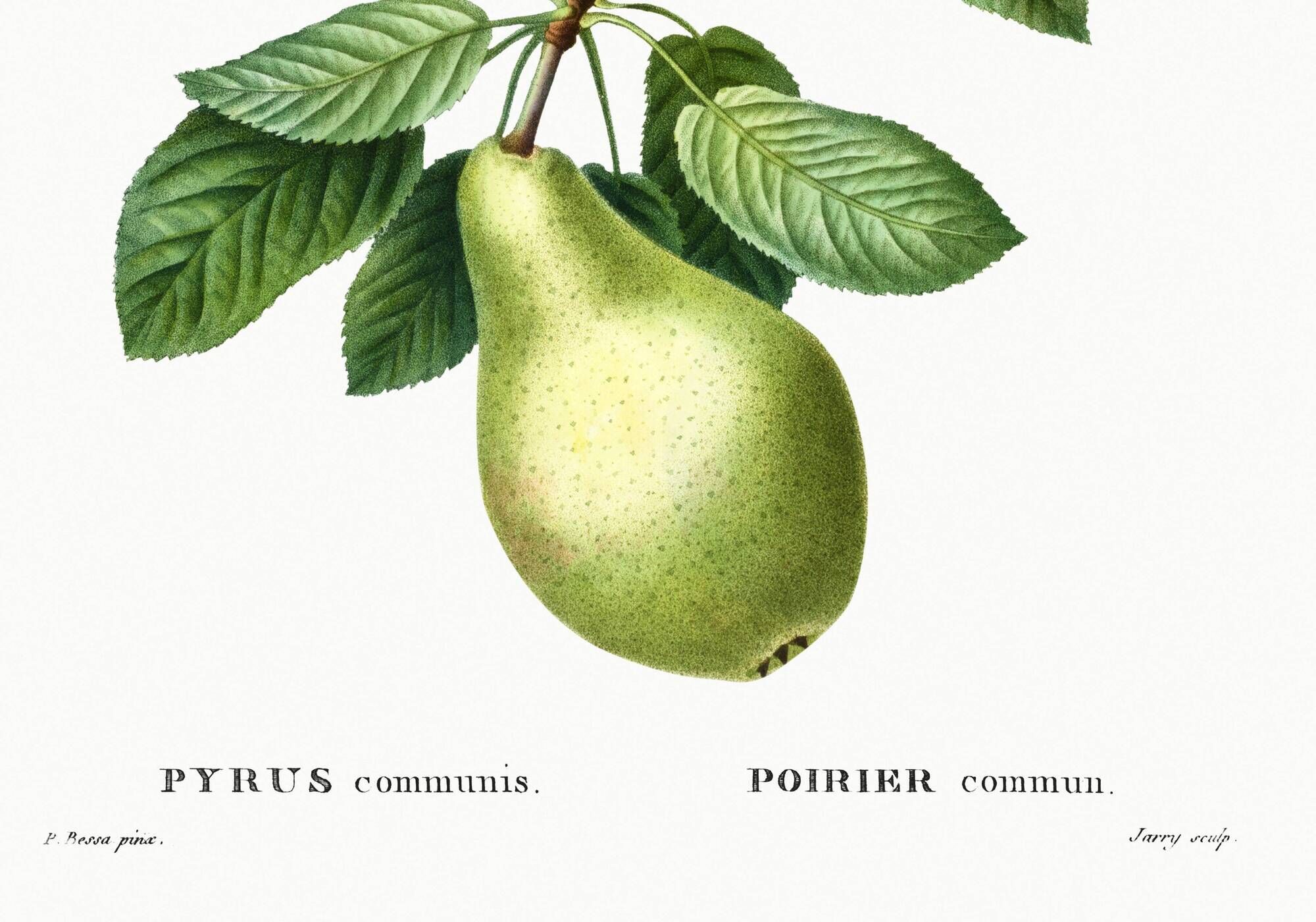 Affiche botanique sur les arbres fruitiers, d’après une oeuvre de 1802