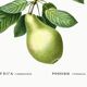 Affiche botanique sur les arbres fruitiers, d’après une oeuvre de 1802