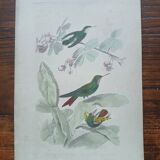 Poster - 19th century zoological engraving of birds - ruby - crested
