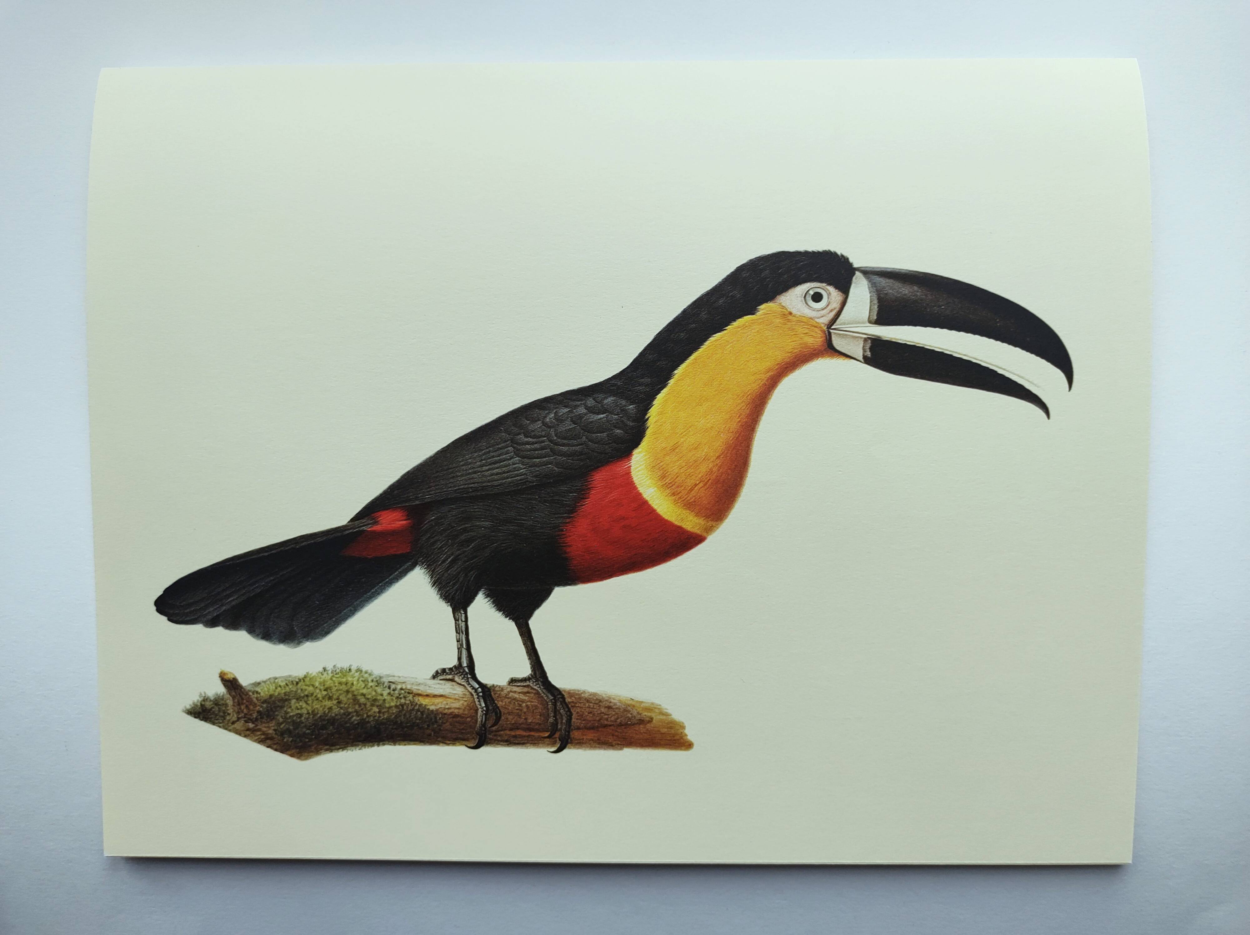 Antique plate -Toucan of Para- Vintage illustration from 1970 birds Huet