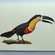 Antique plate -Toucan of Para- Vintage illustration from 1970 birds Huet