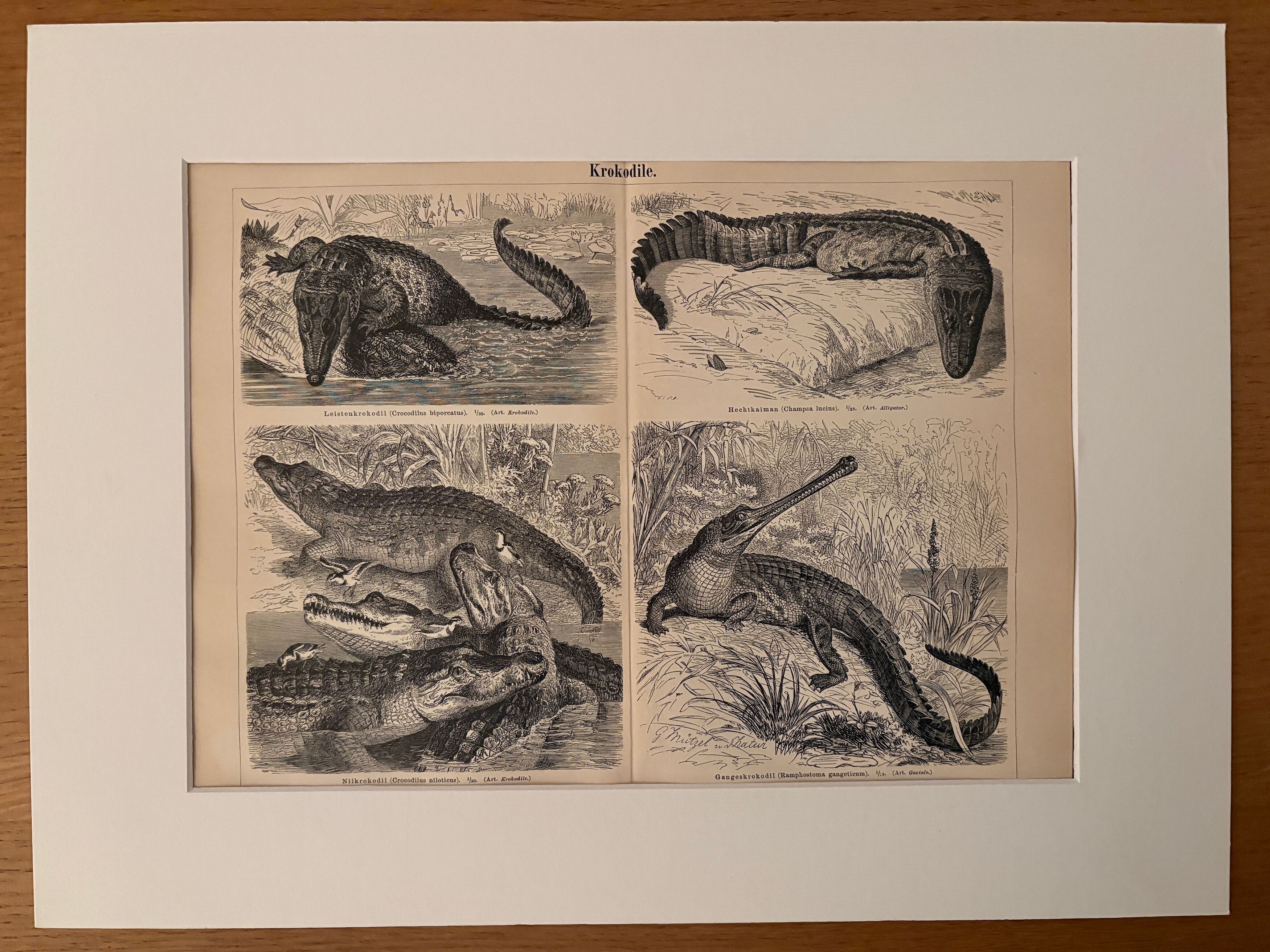 Old engraving of crocodiles and caimans (1890)
