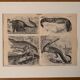 Old engraving of crocodiles and caimans (1890)