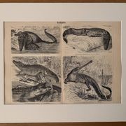 Old engraving of crocodiles and caimans (1890)