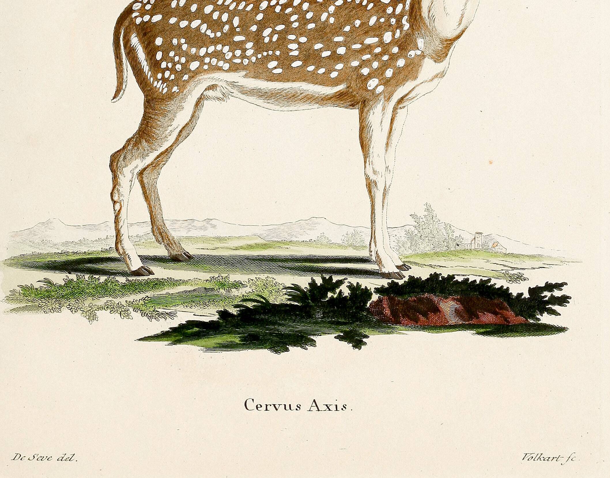 Poster about the axis deer, based on an old engraving from 1774.