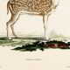 Poster about the axis deer, based on an old engraving from 1774.