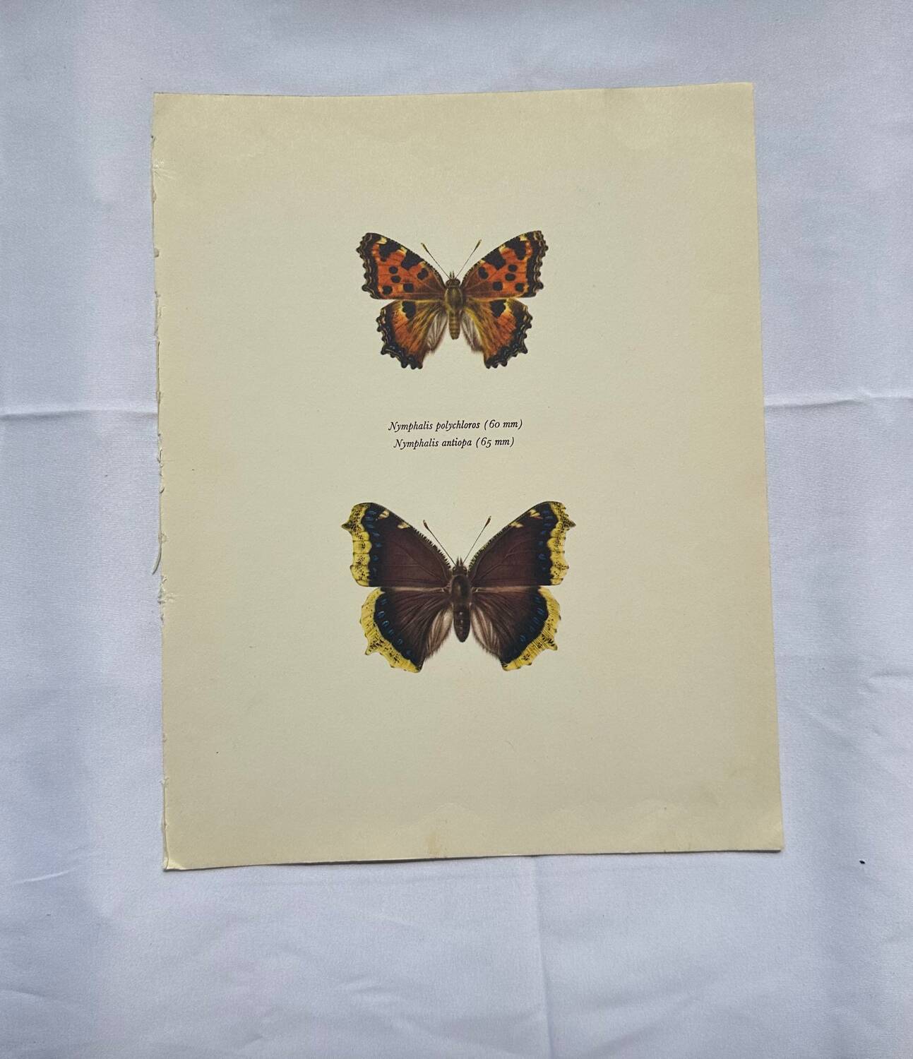 Antique butterfly etching 1900 art deco vintage botanical plate