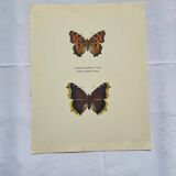 Antique butterfly etching 1900 art deco vintage botanical plate