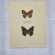 Gravure ancienne papillon eau forte 1900 Art Déco