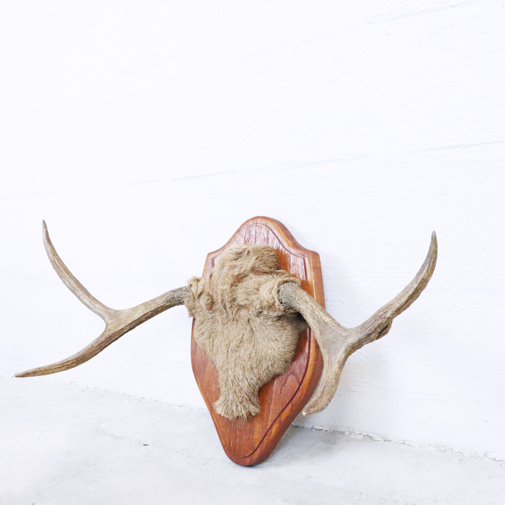 Momentum trophy 1968