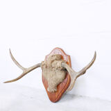 Momentum trophy 1968