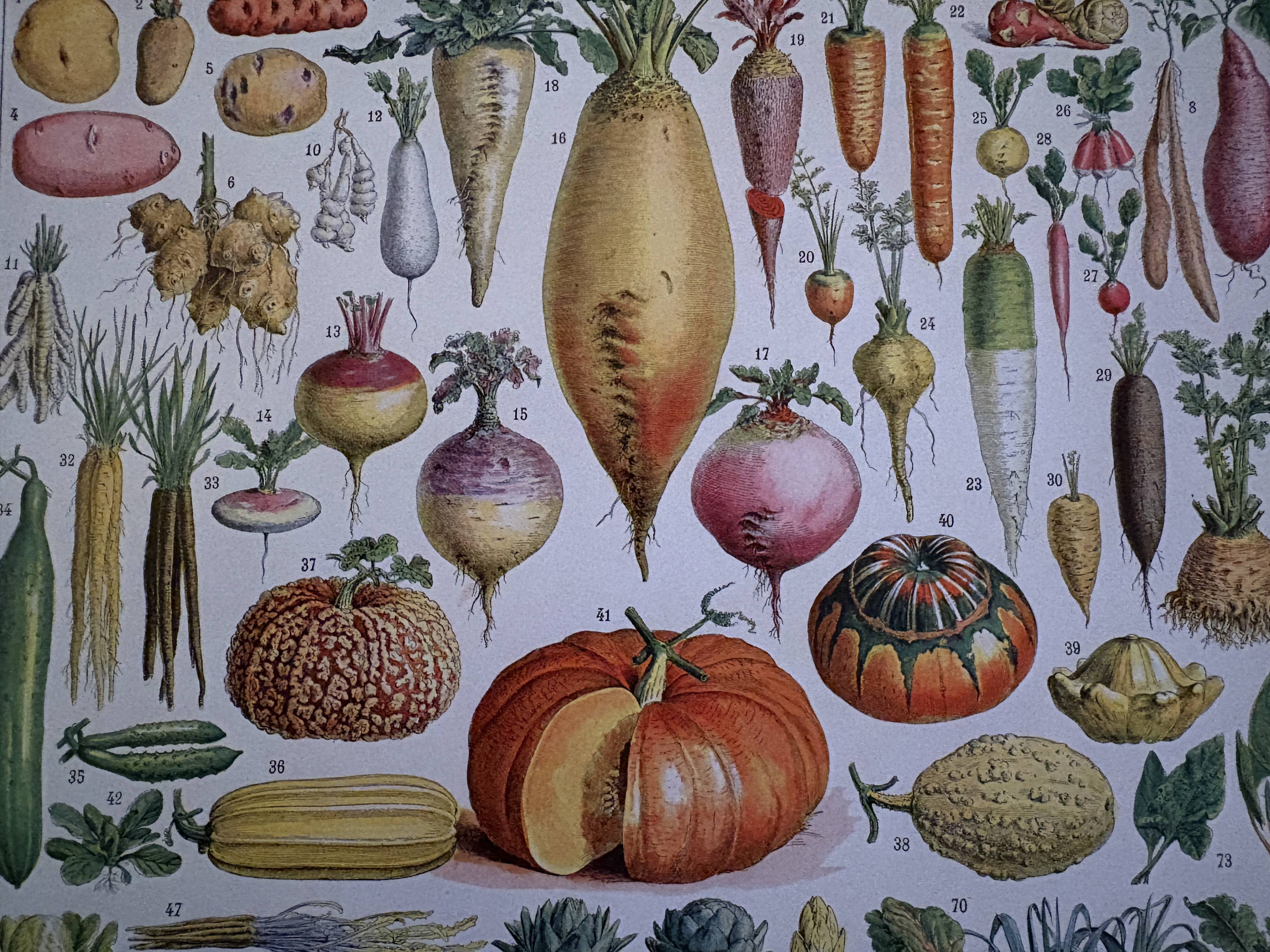 Illustrated plate of vegetables and vegetable plants - 1930