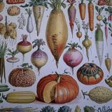 Planche illustrée sur les légumes et plantes potagères - 1930