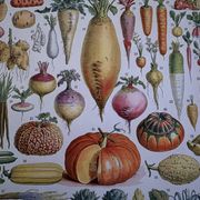 Illustrated plate of vegetables and vegetable plants - 1930