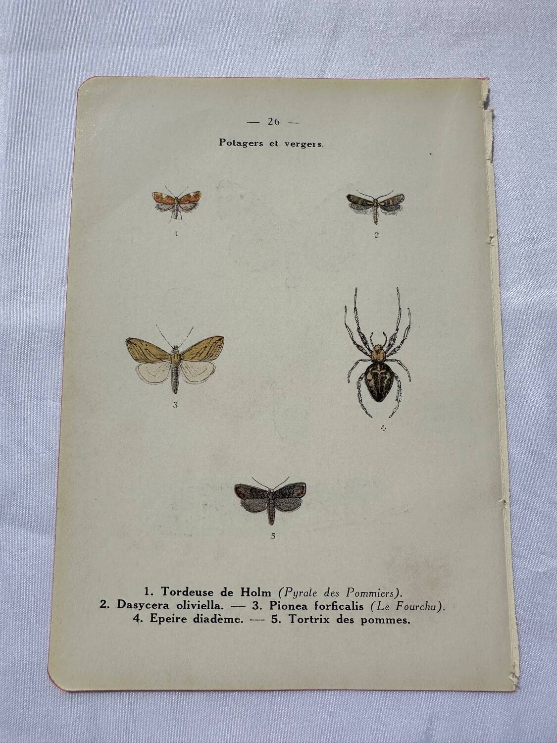 Botanical plate Naturalist engraving old butterfly double-sided