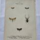 Botanical plate Naturalist engraving old butterfly double-sided