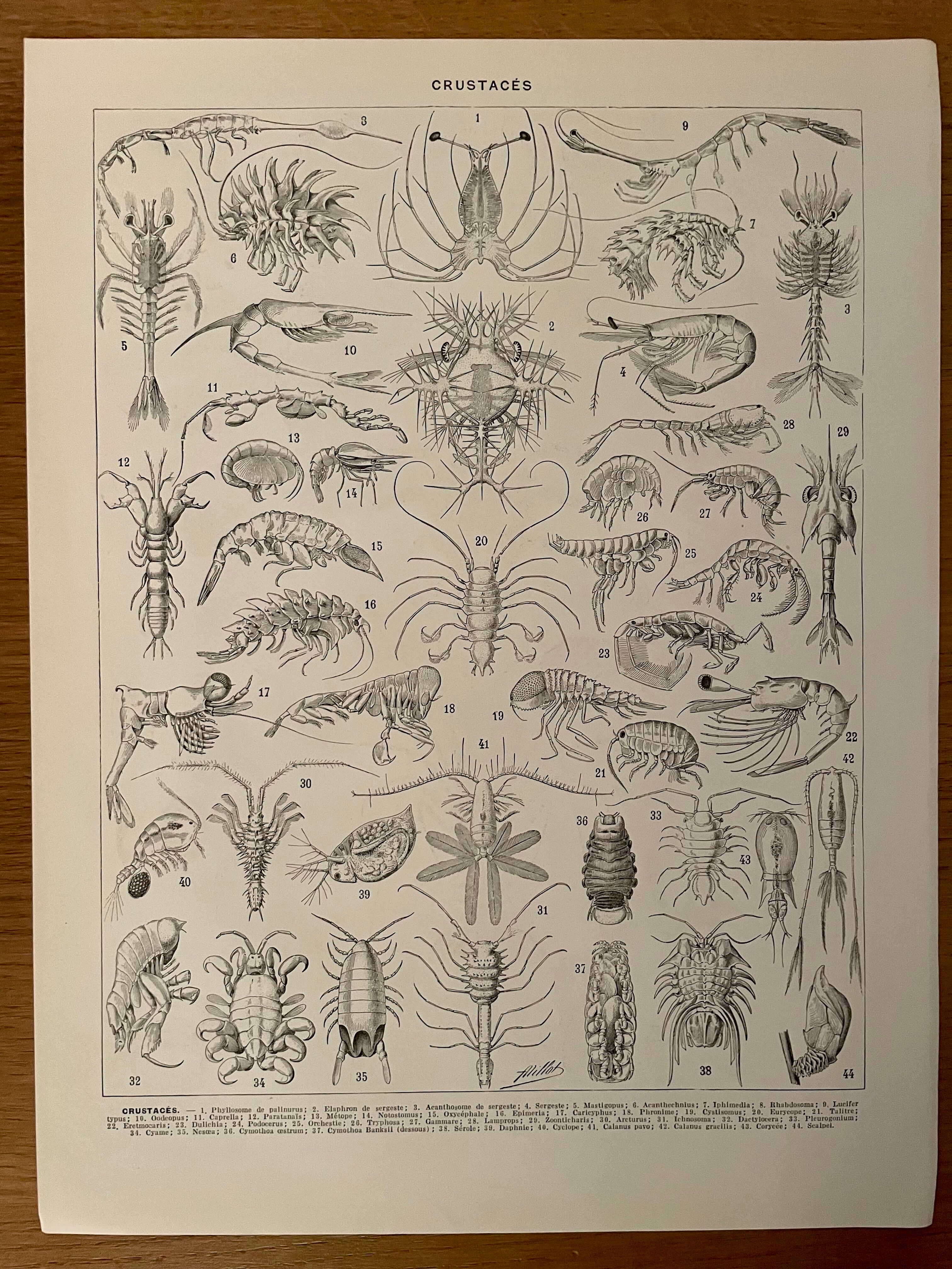 Lithograph on crustaceans from 1928