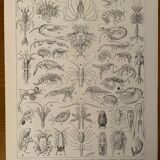 Lithograph on crustaceans from 1928