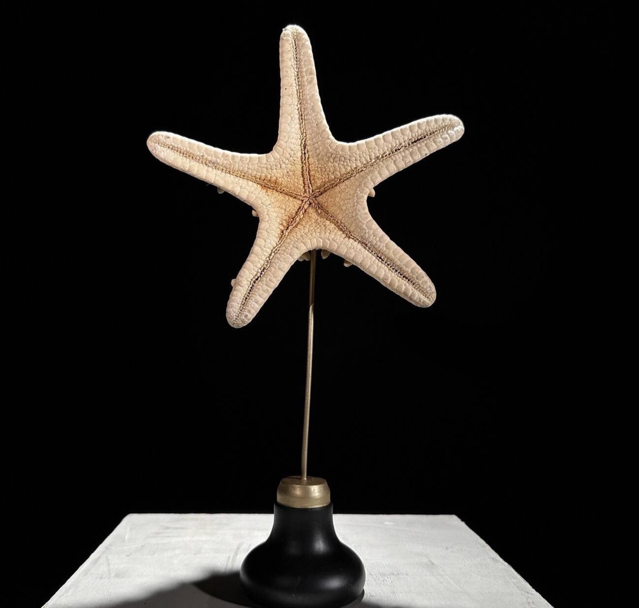 Starfish Protoreaster nodosus on a base