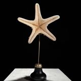 Protoreaster nodosus starfish on base