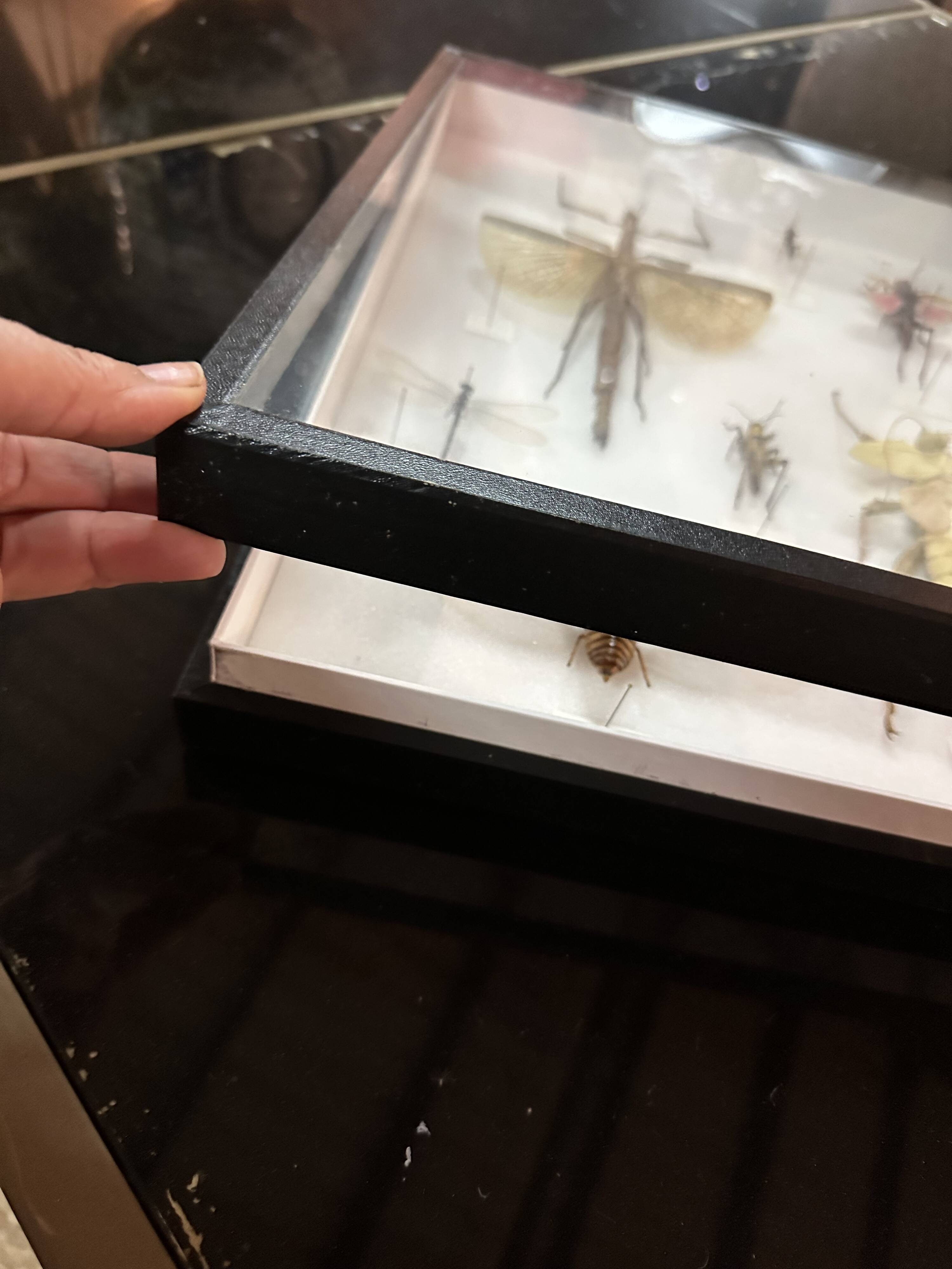Old entomological insect frame 13 species
