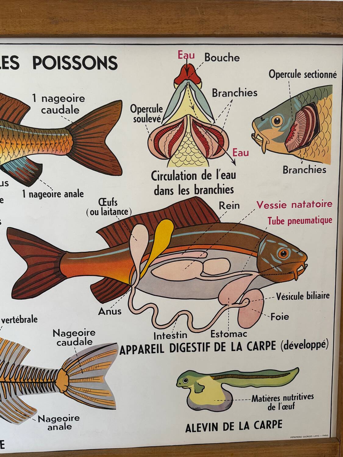 Vintage double-sided school poster “THE BEE / THE FISH”