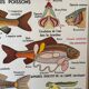 Vintage double-sided school poster “THE BEE / THE FISH”