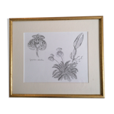Botanical style orchid drawing.
