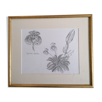 Botanical style orchid drawing.