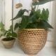 Rattan pot-pot