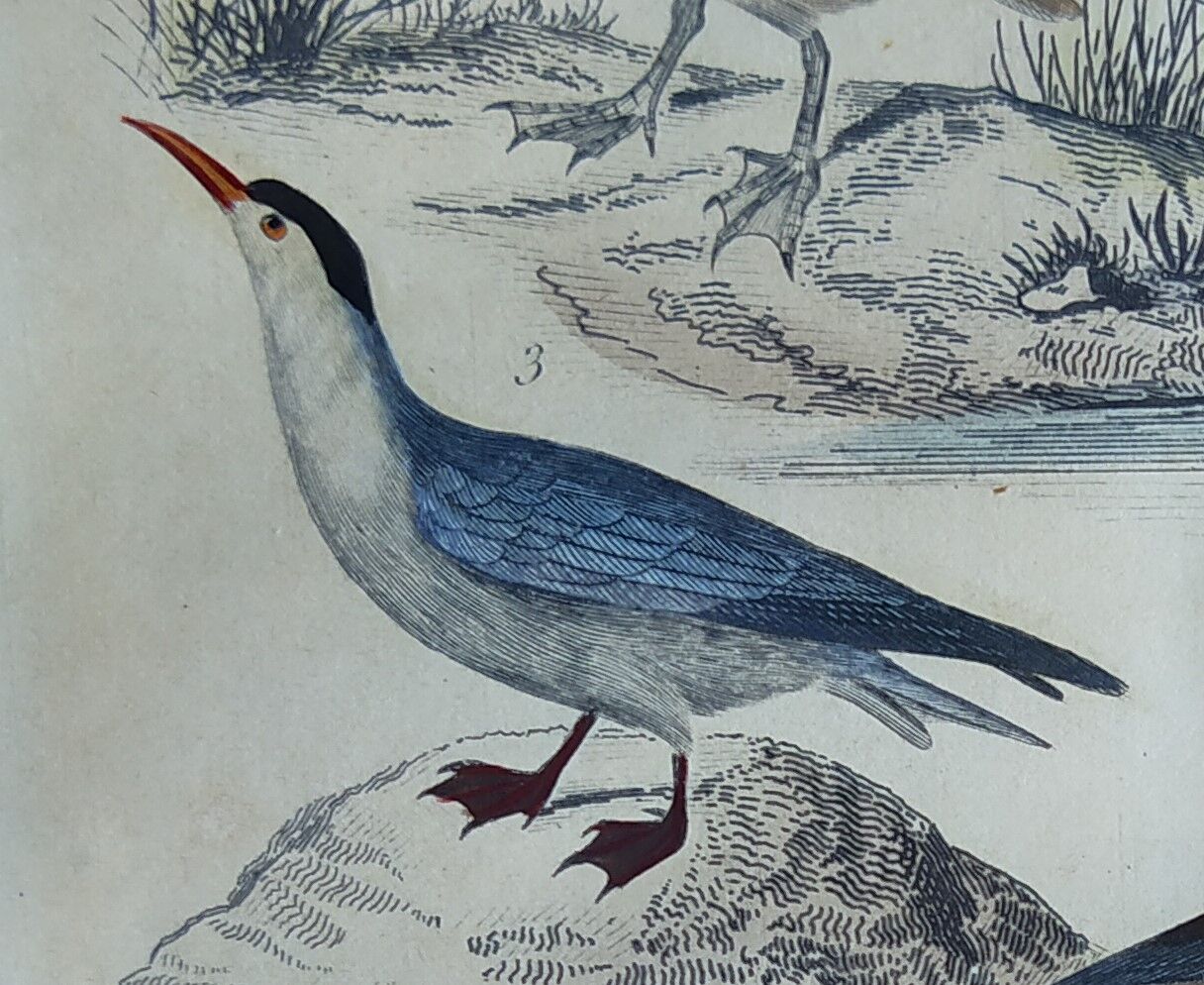 Original ornithological plate " Pelican - Cormorant - &c... Buffon (1837)