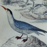 Original ornithological plate " Pelican - Cormorant - &c... Buffon (1837)