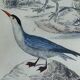 Planche ornithologique originale " Pélican - Cormoran - &c... Buffon 1837