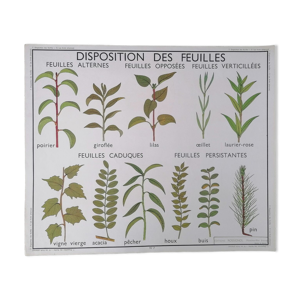 Ancienne affiche rossignol botanique,