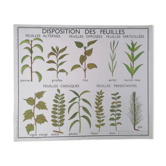 Ancienne affiche rossignol botanique, disposition des feuilles - les fruits