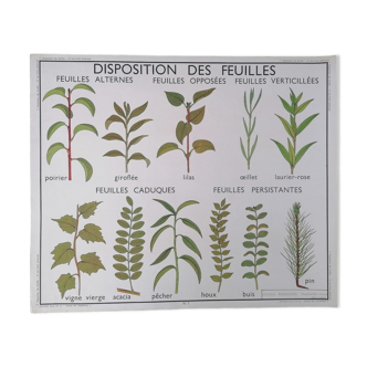 Old poster rossignol botanique, arrangement of the leaves - the fruits