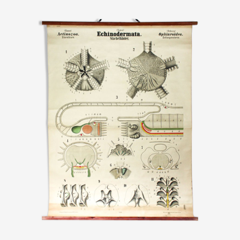 Displays 19th century by Rudolf Leuckart "Arthropoda, Echinodermata"