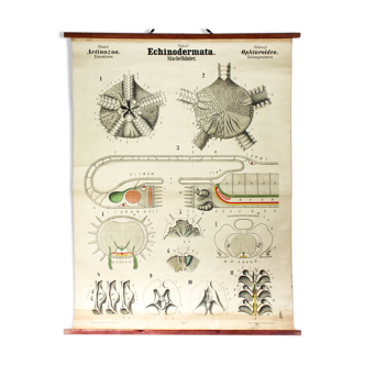 Affiche XIXe siècle par Rudolf Leuckart "Arthropoda échinodermes"