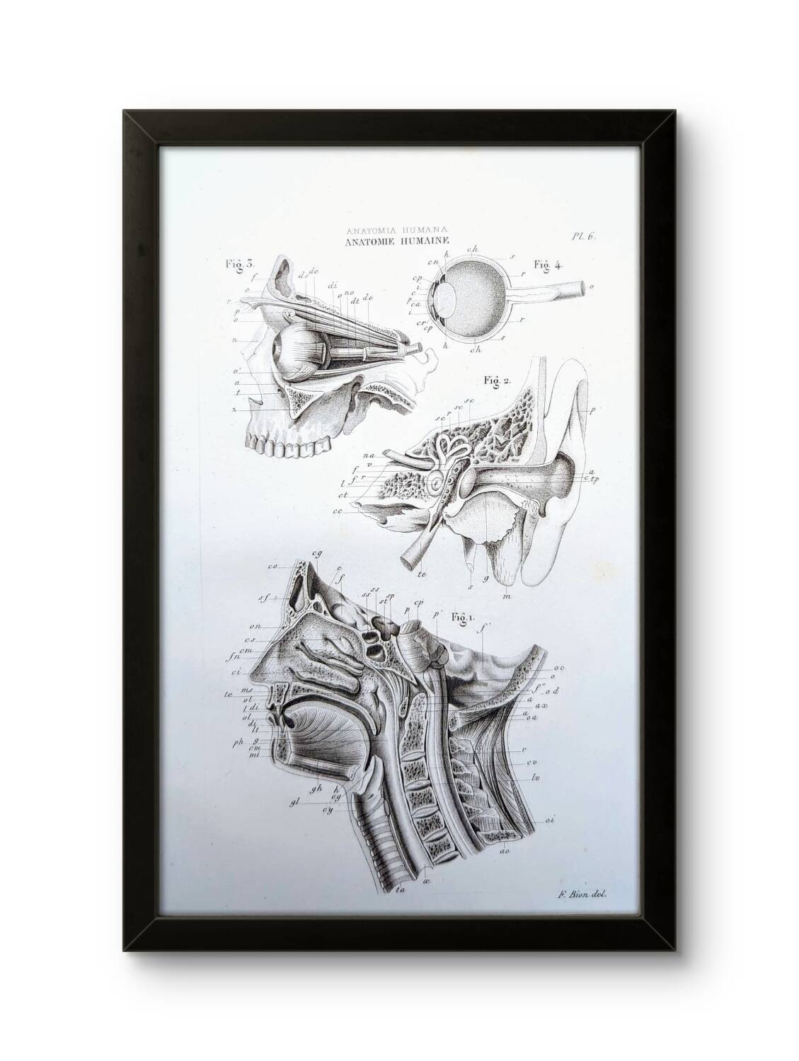 Printed in 1851, Human Anatomy, the head.