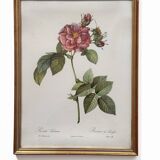 Vintage flower botanical frame