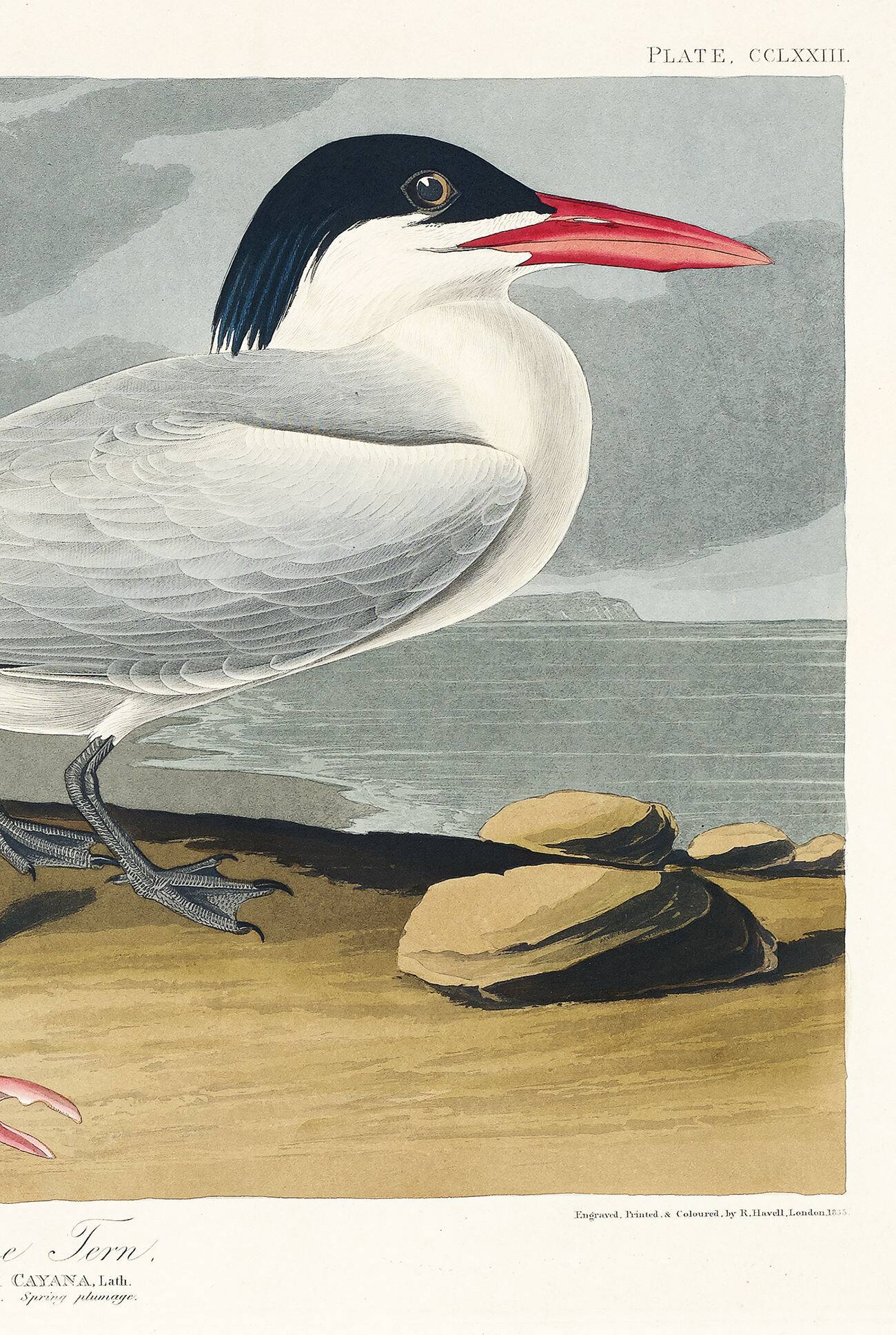 Poster about the Cayenne Tern, based on an old engraving from 1827.