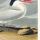 Poster about the Cayenne Tern, based on an old engraving from 1827.