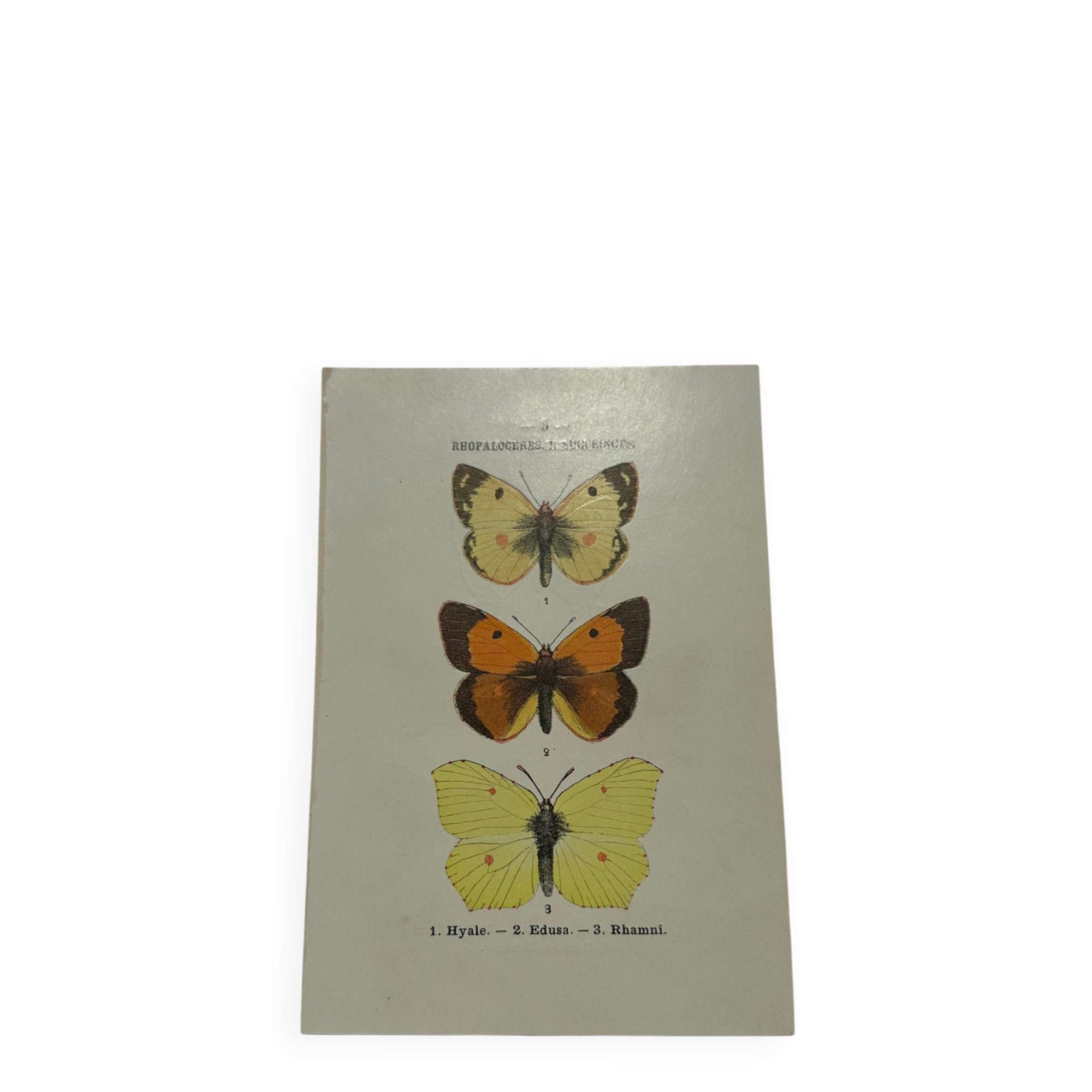 Naturalist plate engraving butterfly 19th century