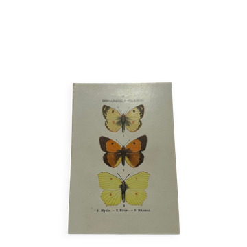 Naturalist plate engraving butterfly 19th century