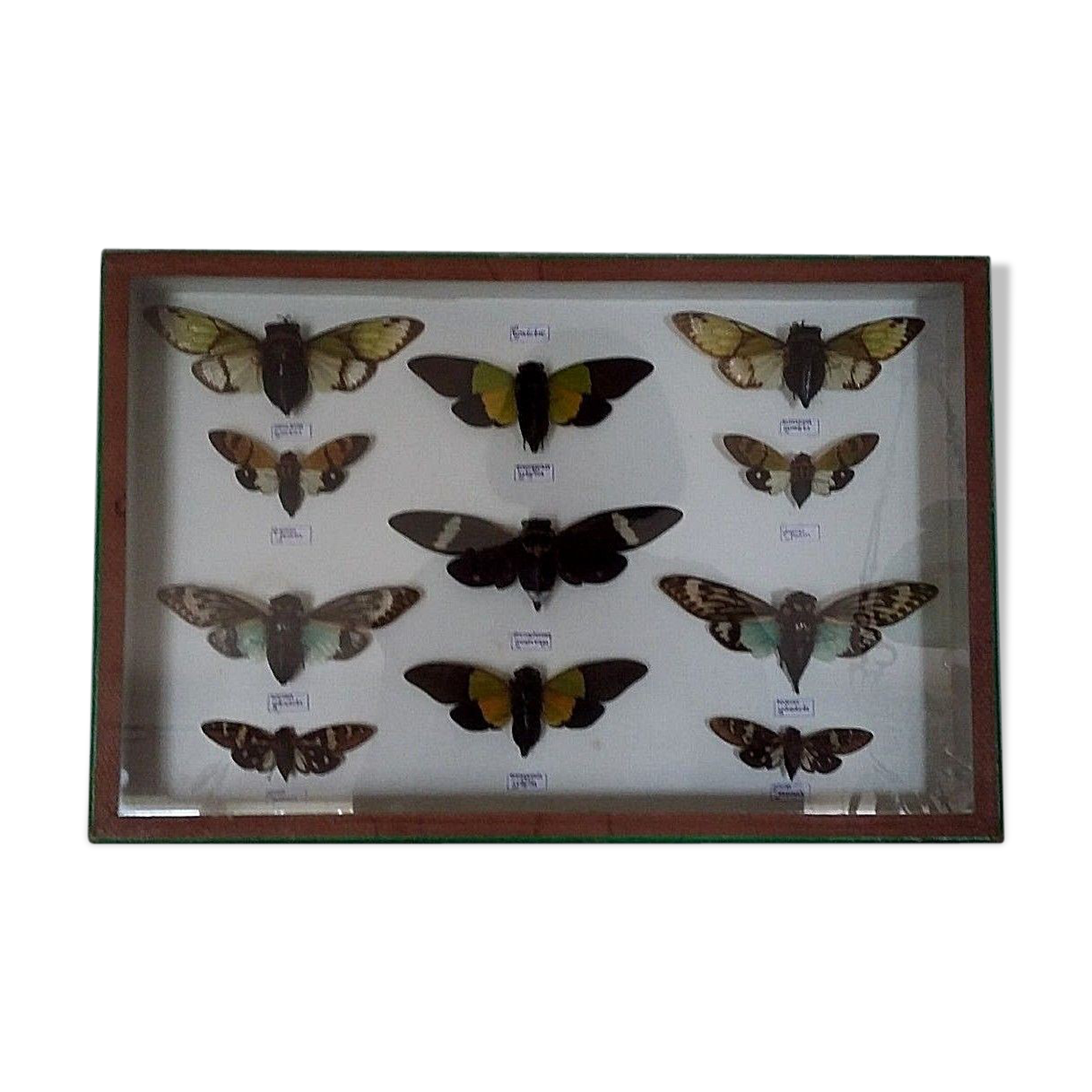 Boîte Exposition Insectes Rétro – Couvercle Transparent, Antichoc, Pour Collection Spécimens Ou Petits Objets - 10