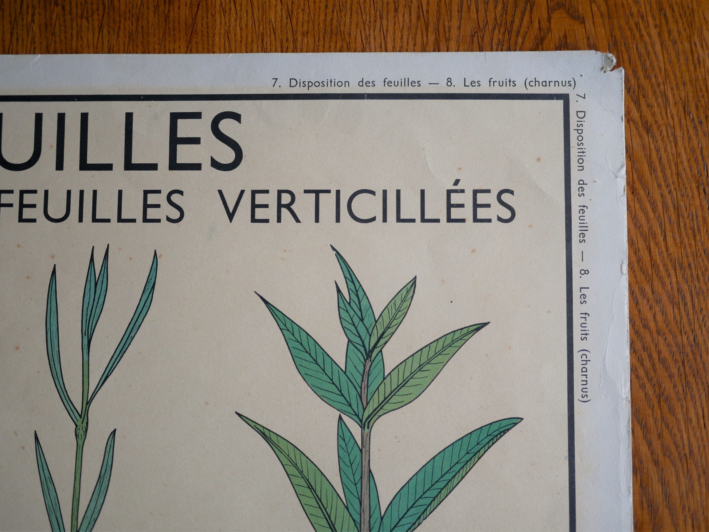 Affiche botanique d'école vintage « Disposition des Feuilles »