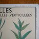 Affiche botanique d'école vintage « Disposition des Feuilles »