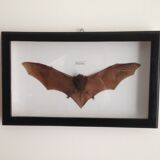 Naturalized bat